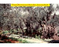 Olive trees 